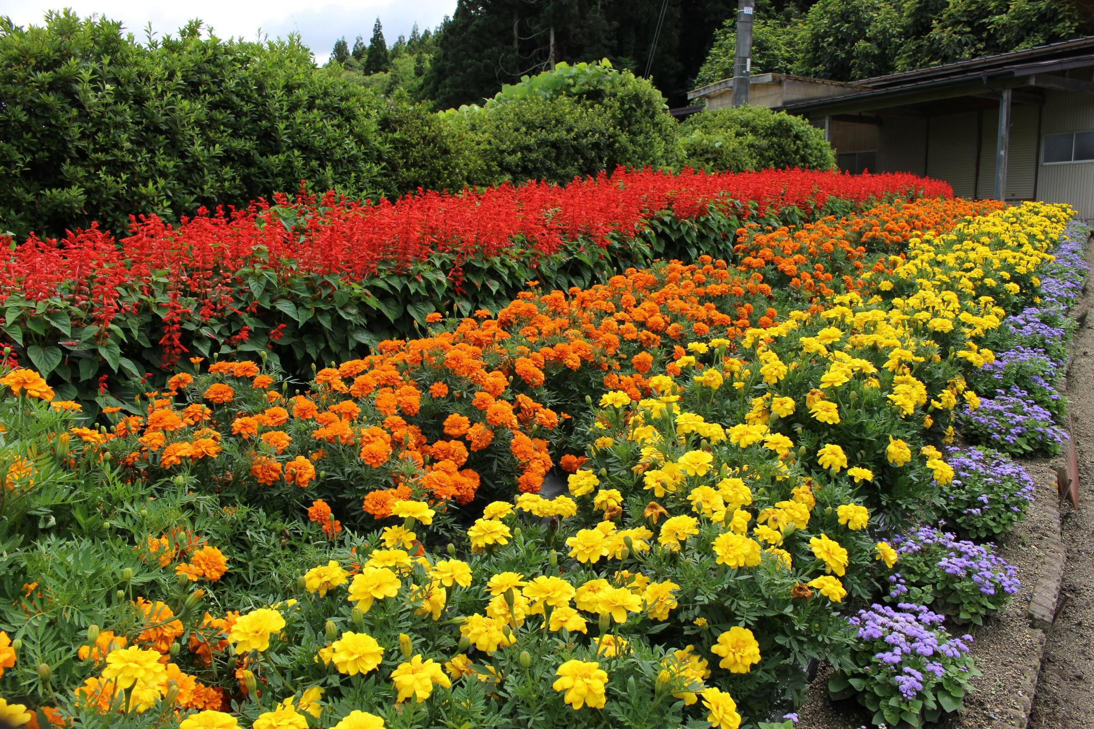29区自治会の花壇
